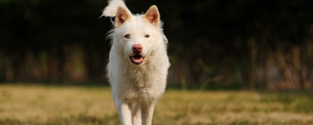 下司犬的缺點 犬類解說