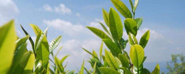 茶道入門泡茶順序 你知道嗎