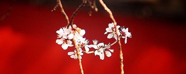 京華春夢大結局 京華春夢瞭無痕人生不易且行且珍惜