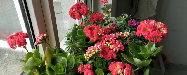 玉樹如何嫁接長壽花 玉樹嫁接長壽花的方法