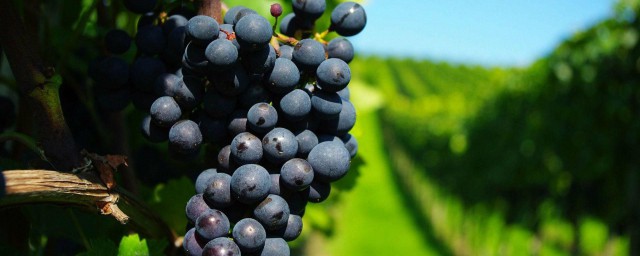 為什麼陽臺不能種葡萄 陽臺能種葡萄嗎