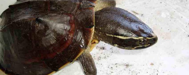 馬來果龜的壽命 原來這麼長