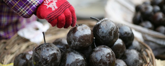 東北凍梨危害 可以吃嗎