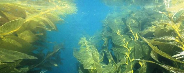 海藻是什麼東西 什麼是海藻