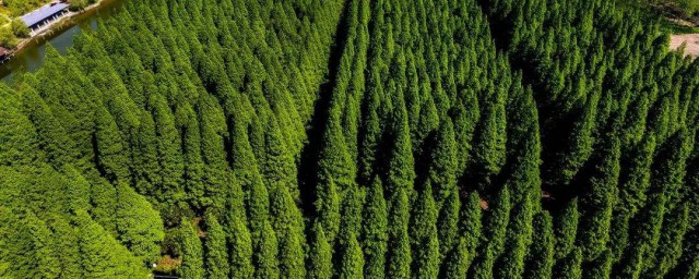 農業種植什麼項目前景好掙錢多 你知道嗎