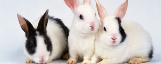 雲南花兔的壽命 雲南花兔能活多長時間