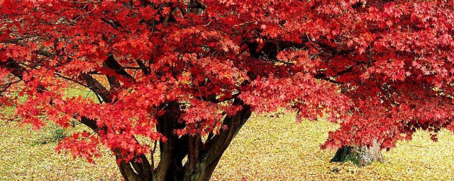 紅楓樹扦插種植方法 扦插時間及方法分享