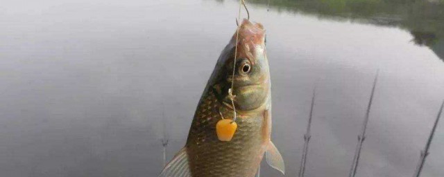 玉米釣魚技巧 這5個技巧就能讓你狂拉大魚