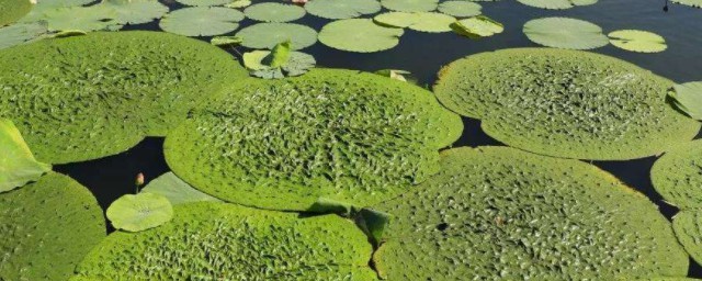 芡實種植技術 這三點很重要