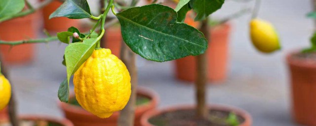 盆栽檸檬幾年結果 為什麼