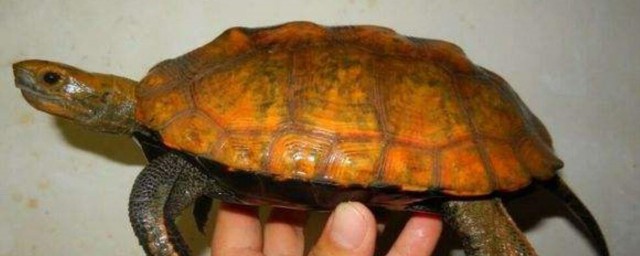 日本石龜的壽命 原來石龜的壽命那麼短