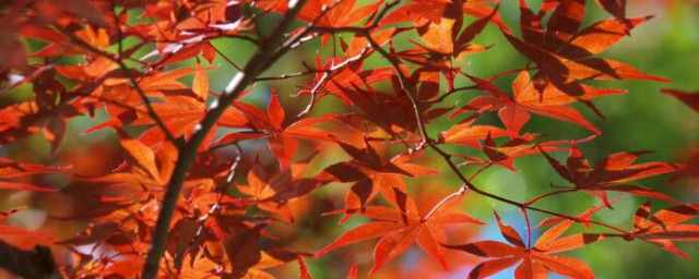 京都看紅葉的季節和地點 記住這幾點才不會辜負美景