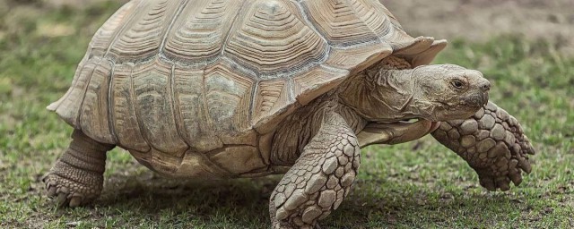 鐘紋折背陸龜的壽命 揭秘陸龜的壽命