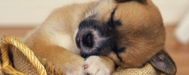 狗狗不睡窩怎麼辦 3個簡單的方法讓它睡得香