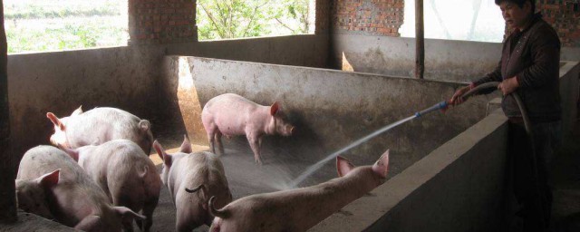 奉賢區農戶可以養豬嗎 史上最嚴“禁豬令”？