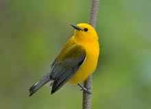 warbler