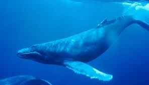 humpback