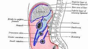 peritoneum