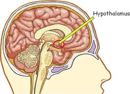 hypothalamus