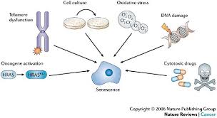 senescence