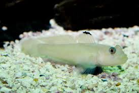 goby