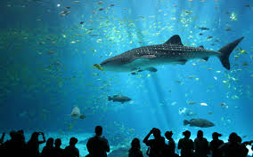 oceanarium