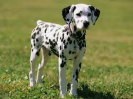 Dalmatian