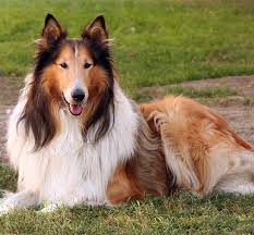 collie