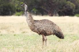 emu