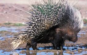 porcupine