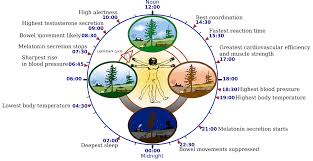 circadian