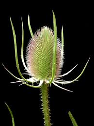 teasel