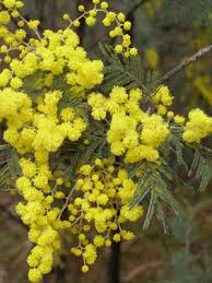 wattle