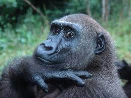 gorilla