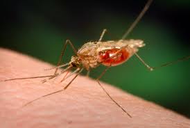 malaria