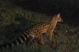 genet