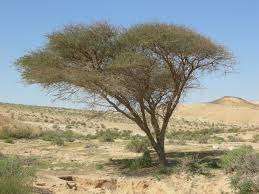 acacia