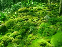 moss