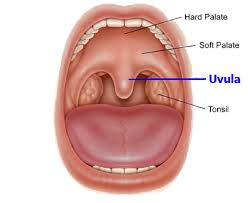 uvula