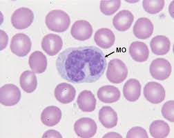 monocyte