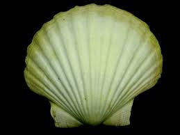 bivalve