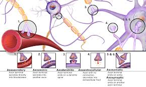 synapse