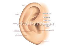 auricle