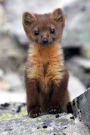 marten