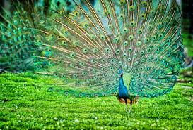 peacock