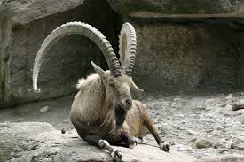 ibex