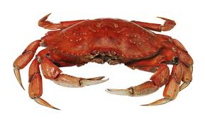 crab