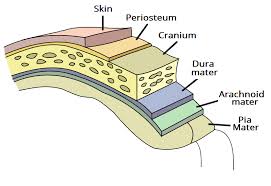 meninges