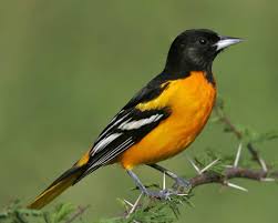 oriole