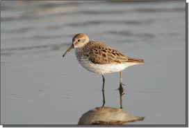 sandpiper